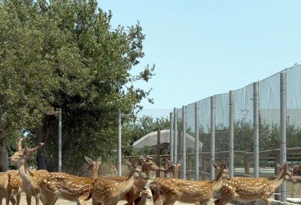 Qanunsuz saxlanılan vəhşi heyvanları xilasetmə tədbirləri davam etdirilir (FOTO)