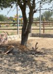 Qanunsuz saxlanılan vəhşi heyvanları xilasetmə tədbirləri davam etdirilir (FOTO)