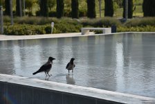 Sovetskinin yerində “yaşıl” ümid: Bakı sakinləri Mərkəzi Parkla bağlı fikirlərini bölüşür (FOTO)
