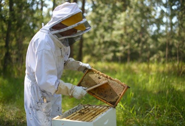 "Bal arısı cinslərinin və populyasiyalarının rayonlaşdırılması Qaydası"nda dəyişiklik edilib