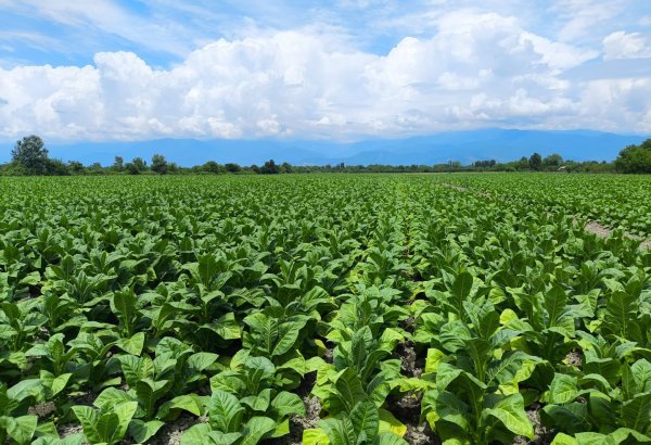 Fermərlərə bu mövzularda "WhatsApp"la məlumat göndəriləcək