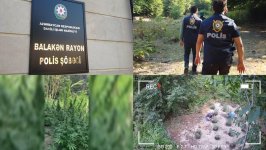 Balakəndə xüsusi əməliyyat: dağda narkotik becərən silahlı dəstə ifşa olunaraq həbs edilib (VİDEO)