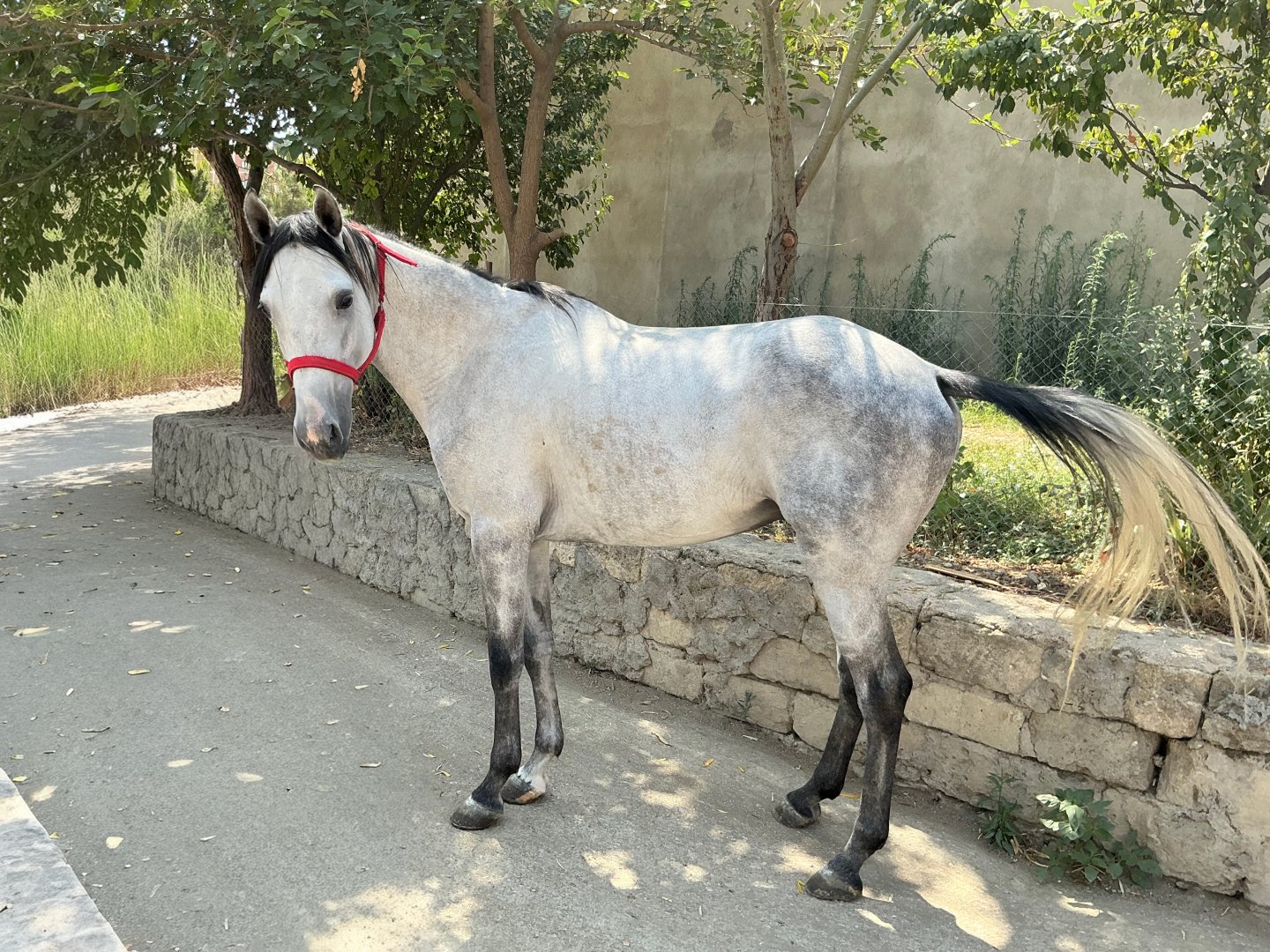 Qarabağ və Dilbaz at cinslərinin genetik xəritəsi hazırlanır (FOTO)