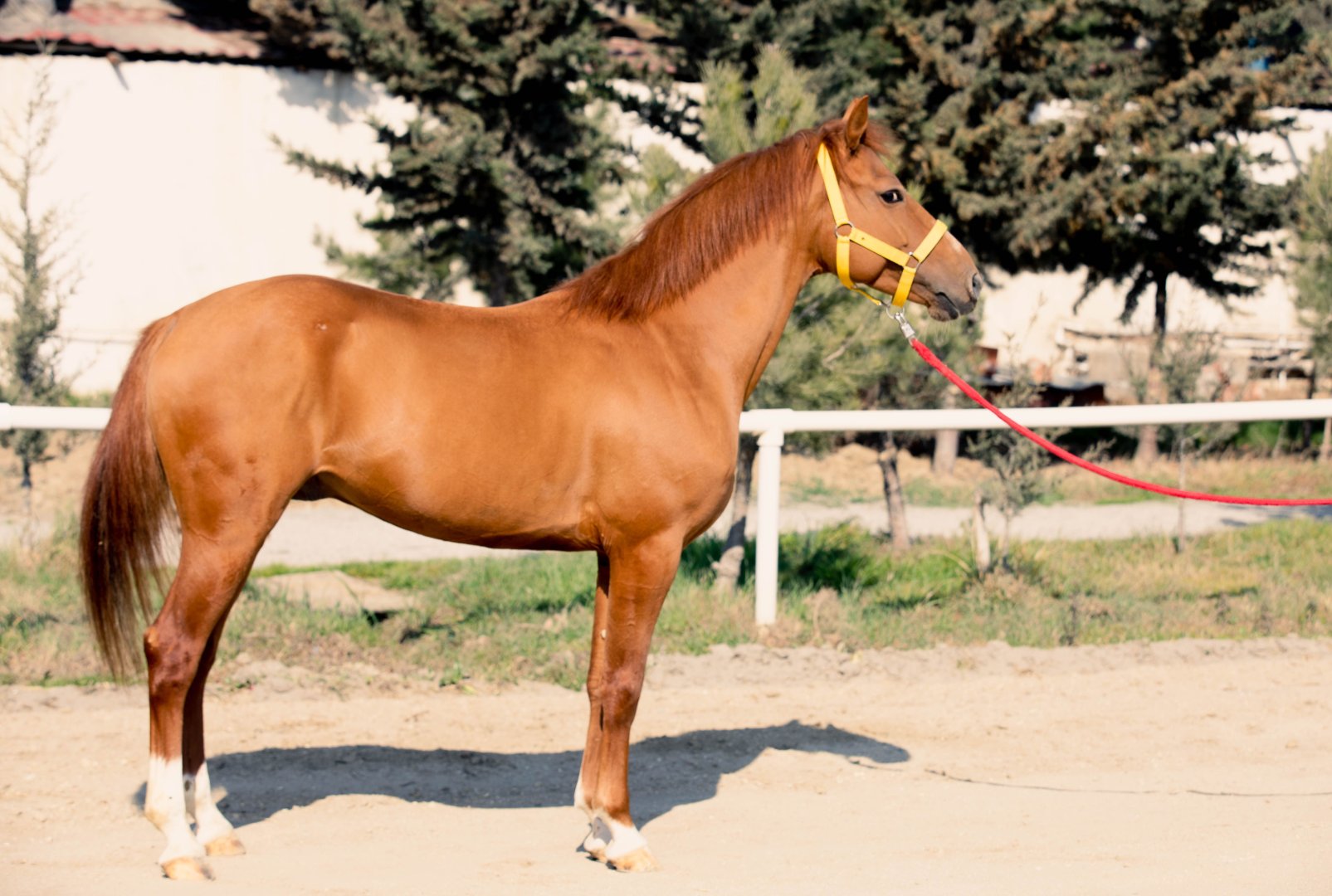 Qarabağ və Dilbaz at cinslərinin genetik xəritəsi hazırlanır (FOTO)
