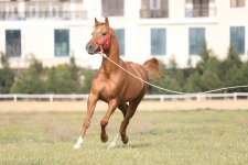 Qarabağ və Dilbaz at cinslərinin genetik xəritəsi hazırlanır (FOTO)