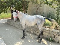 Qarabağ və Dilbaz at cinslərinin genetik xəritəsi hazırlanır (FOTO)