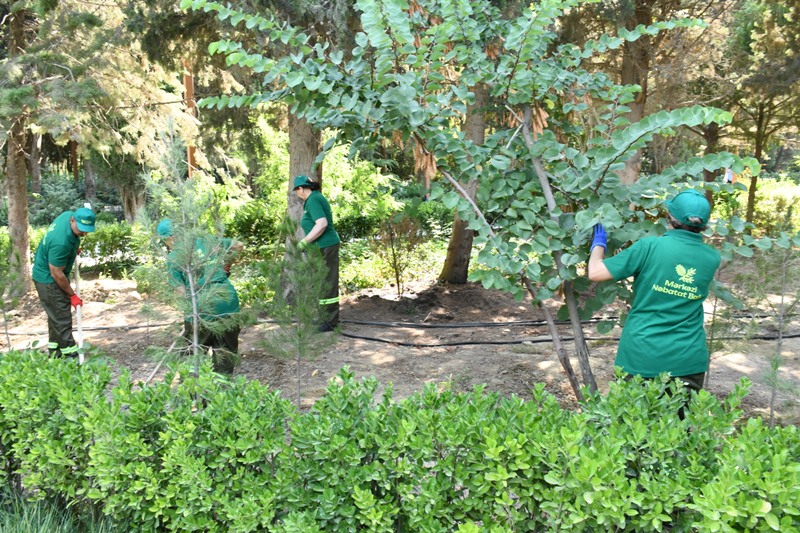 Paytaxtın küçələri yenidən yuyulub, yaşıllıqlara qulluq göstərilib (FOTO)