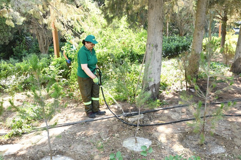 Paytaxtın küçələri yenidən yuyulub, yaşıllıqlara qulluq göstərilib (FOTO)