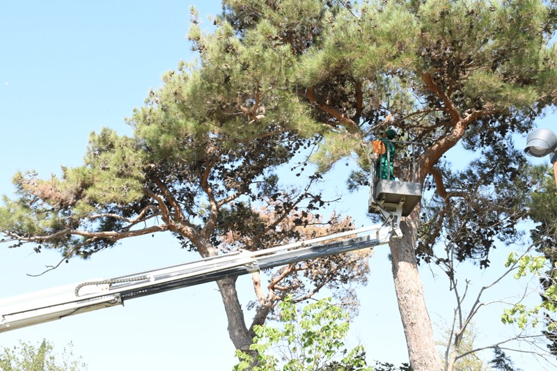 Paytaxtın küçələri yenidən yuyulub, yaşıllıqlara qulluq göstərilib (FOTO)