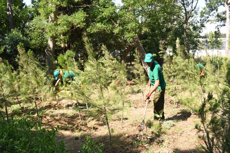Paytaxtın küçələri yenidən yuyulub, yaşıllıqlara qulluq göstərilib (FOTO)