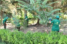 Paytaxtın küçələri yenidən yuyulub, yaşıllıqlara qulluq göstərilib (FOTO)
