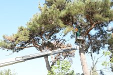 Paytaxtın küçələri yenidən yuyulub, yaşıllıqlara qulluq göstərilib (FOTO)