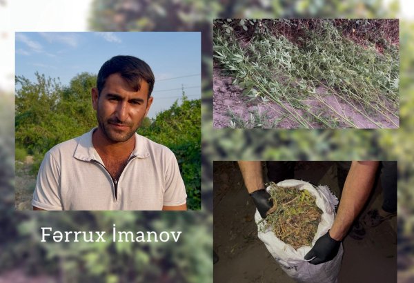 Kür çayının sahilində xüsusi tunel hazırlayaraq çətənə bitkisi yetişdirən şəxs saxlanılıb