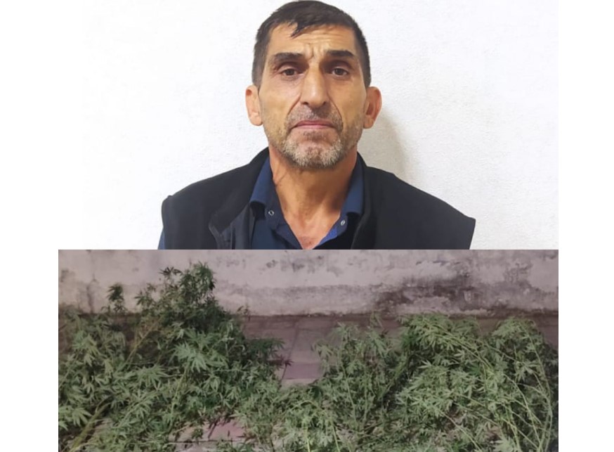 Şabranda həyətində çətənə kolu yetişdirən şəxs tutulub