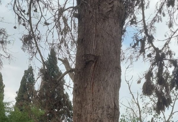 Gəncədə quru və qəzalı ağacların yenilənməsi işlərinə başlanıb (FOTO)