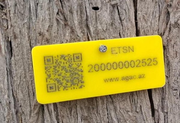 Gəncədə qurumuş ağacların elektron nişanlanmasına start verildi (FOTO)