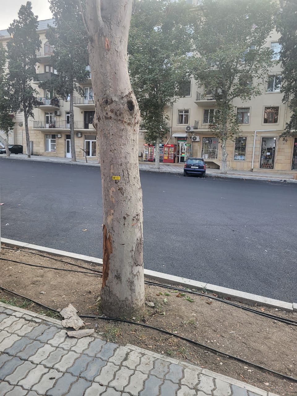 Gəncədə quru və qəzalı ağacların yenilənməsi işlərinə başlanıb (FOTO)