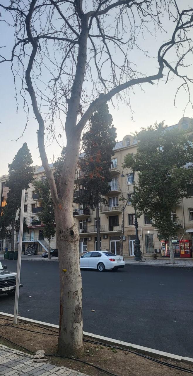 Gəncədə quru və qəzalı ağacların yenilənməsi işlərinə başlanıb (FOTO)