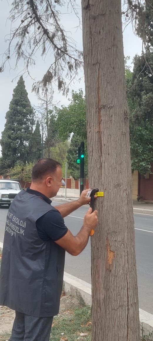Gəncədə quru və qəzalı ağacların yenilənməsi işlərinə başlanıb (FOTO)