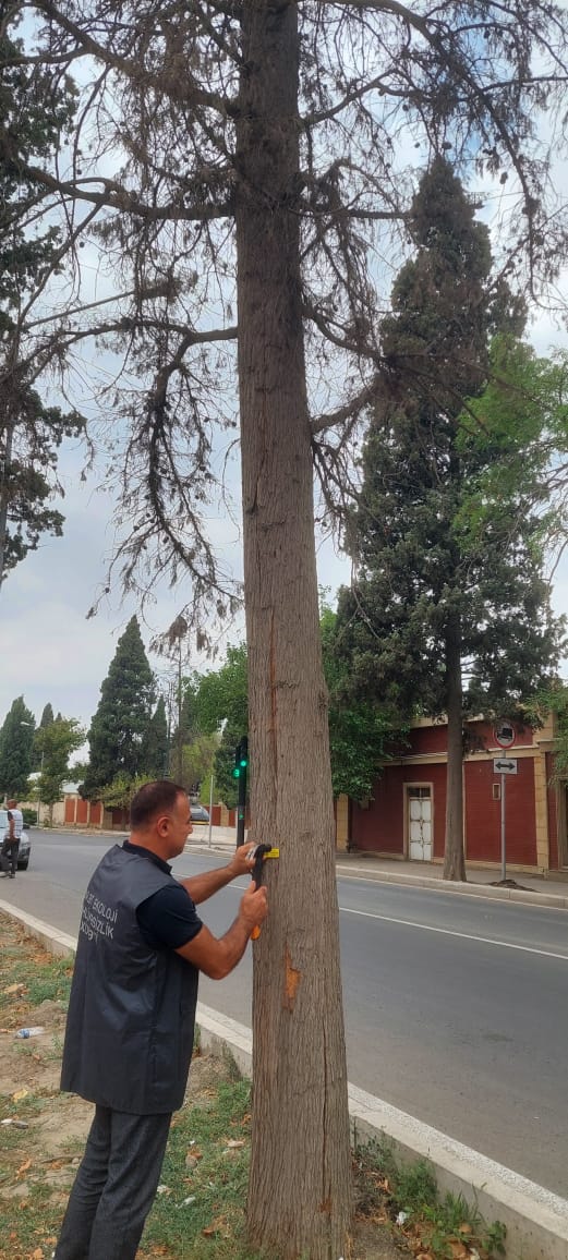 Gəncədə quru və qəzalı ağacların yenilənməsi işlərinə başlanıb (FOTO)