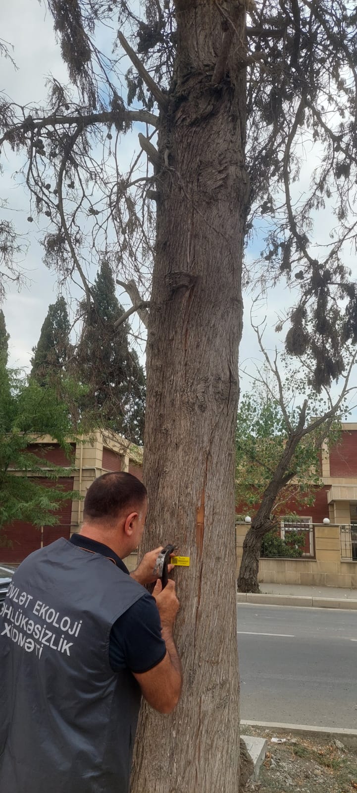 Gəncədə quru və qəzalı ağacların yenilənməsi işlərinə başlanıb (FOTO)