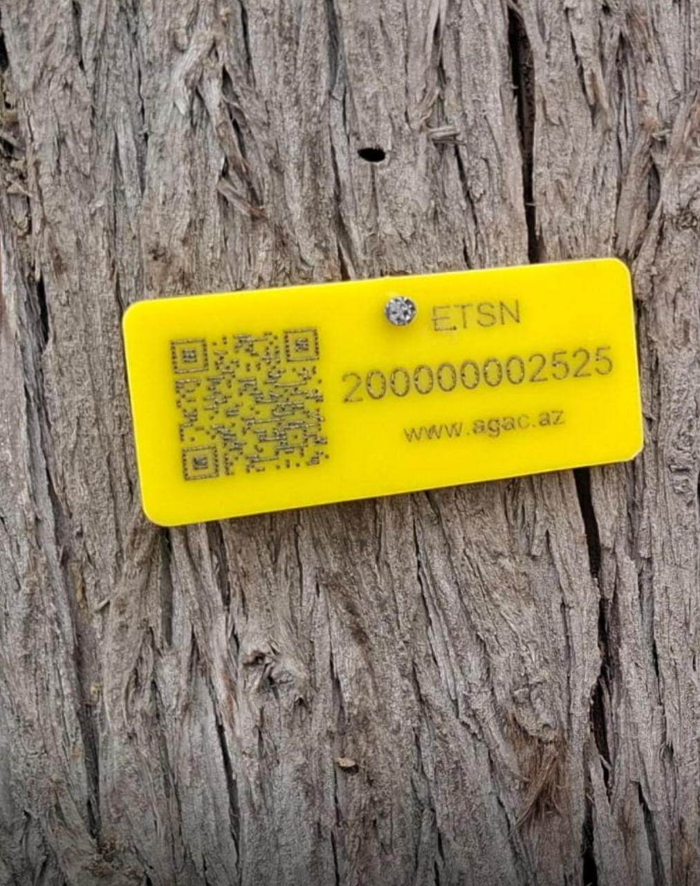 Gəncədə qurumuş ağacların elektron nişanlanmasına start verildi (FOTO)