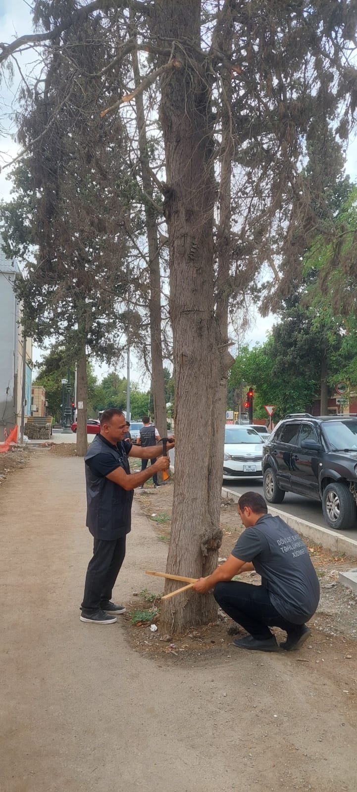 Gəncədə qurumuş ağacların elektron nişanlanmasına start verildi (FOTO)