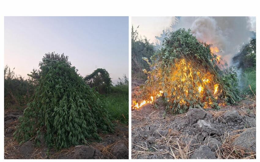Sabirabadda narkotik tərkibli bitkilər məhv edilib