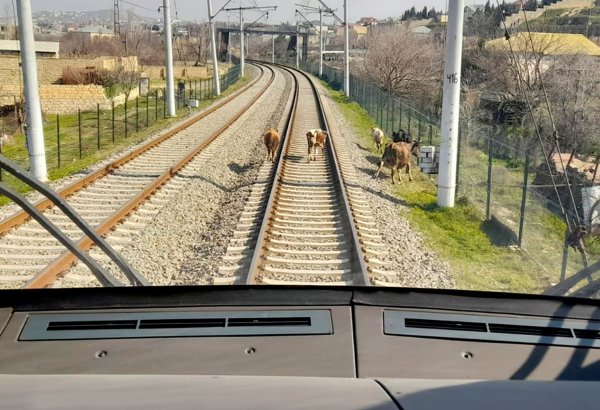 Bu il qatarlar 27 dəfə sahibsiz buraxılmış təsərrüfat heyvanları ilə toqquşub - ADY