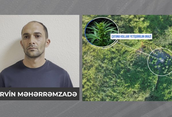 Şəkidə meşəlik ərazidə çətənə kolları və 8 kiloqram marixuana aşkarlandı (FOTO/VİDEO)