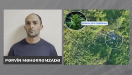 Şəkidə meşəlik ərazidə çətənə kolları və 8 kiloqram marixuana aşkarlandı (FOTO/VİDEO)