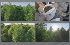 Şəkidə meşəlik ərazidə çətənə kolları və 8 kiloqram marixuana aşkarlandı (FOTO/VİDEO)