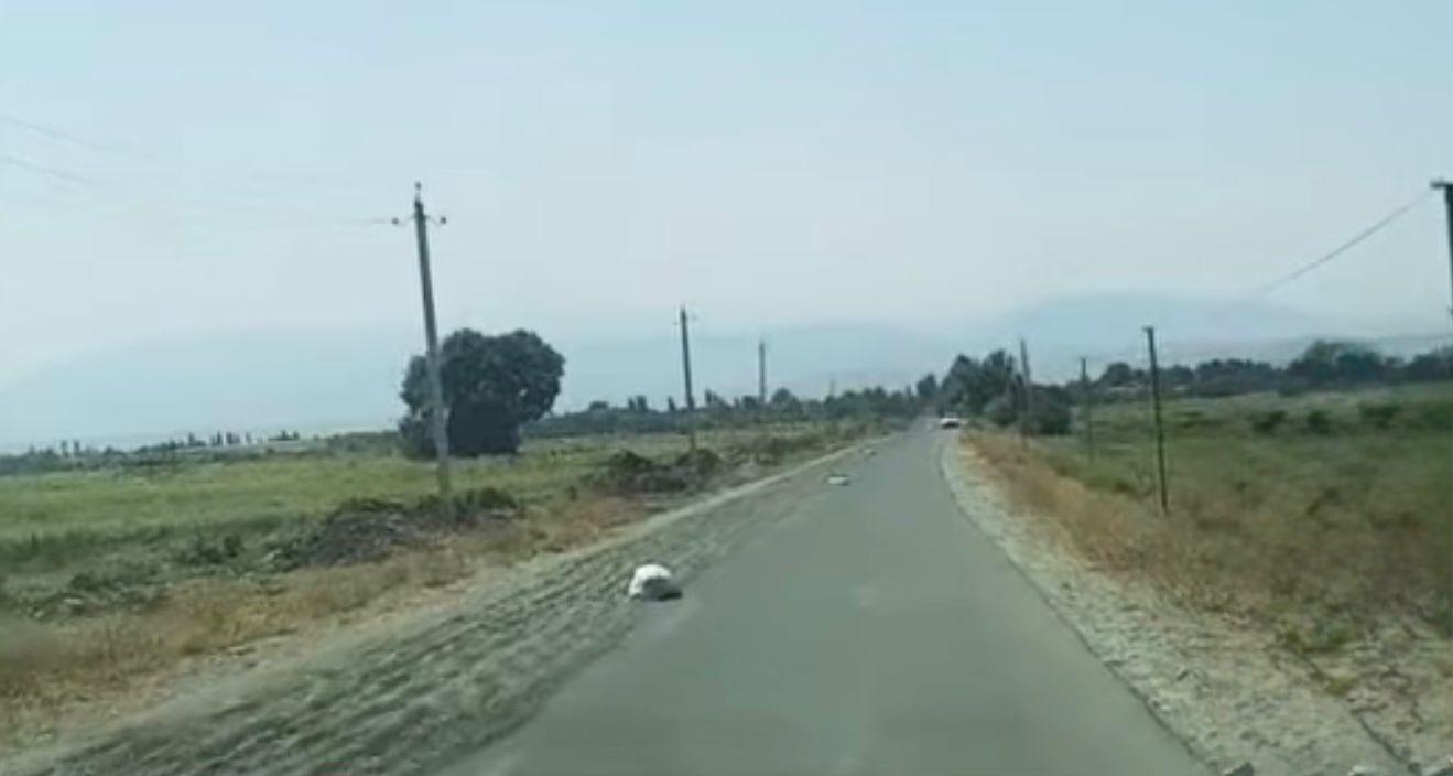 Tərtərdə yola günəbaxan tumları səpən şəxs məsuliyyətə cəlb edilib (FOTO)