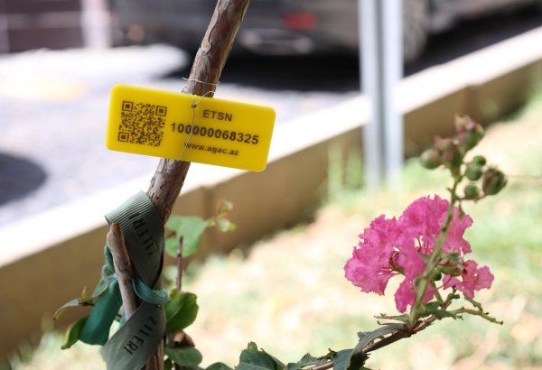 İçərişəhərdəki bütün ağacların qeydiyyatına və nömrələnməsinə başlanılıb (FOTO)