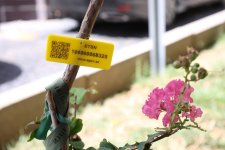İçərişəhərdəki bütün ağacların qeydiyyatına və nömrələnməsinə başlanılıb (FOTO)