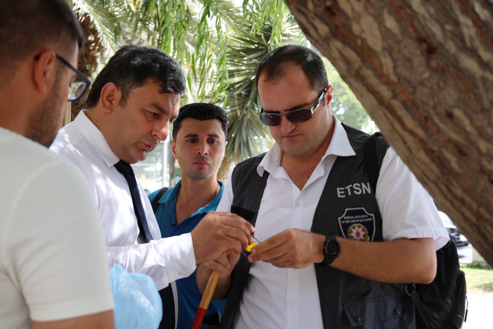 İçərişəhərdəki bütün ağacların qeydiyyatına və nömrələnməsinə başlanılıb (FOTO)