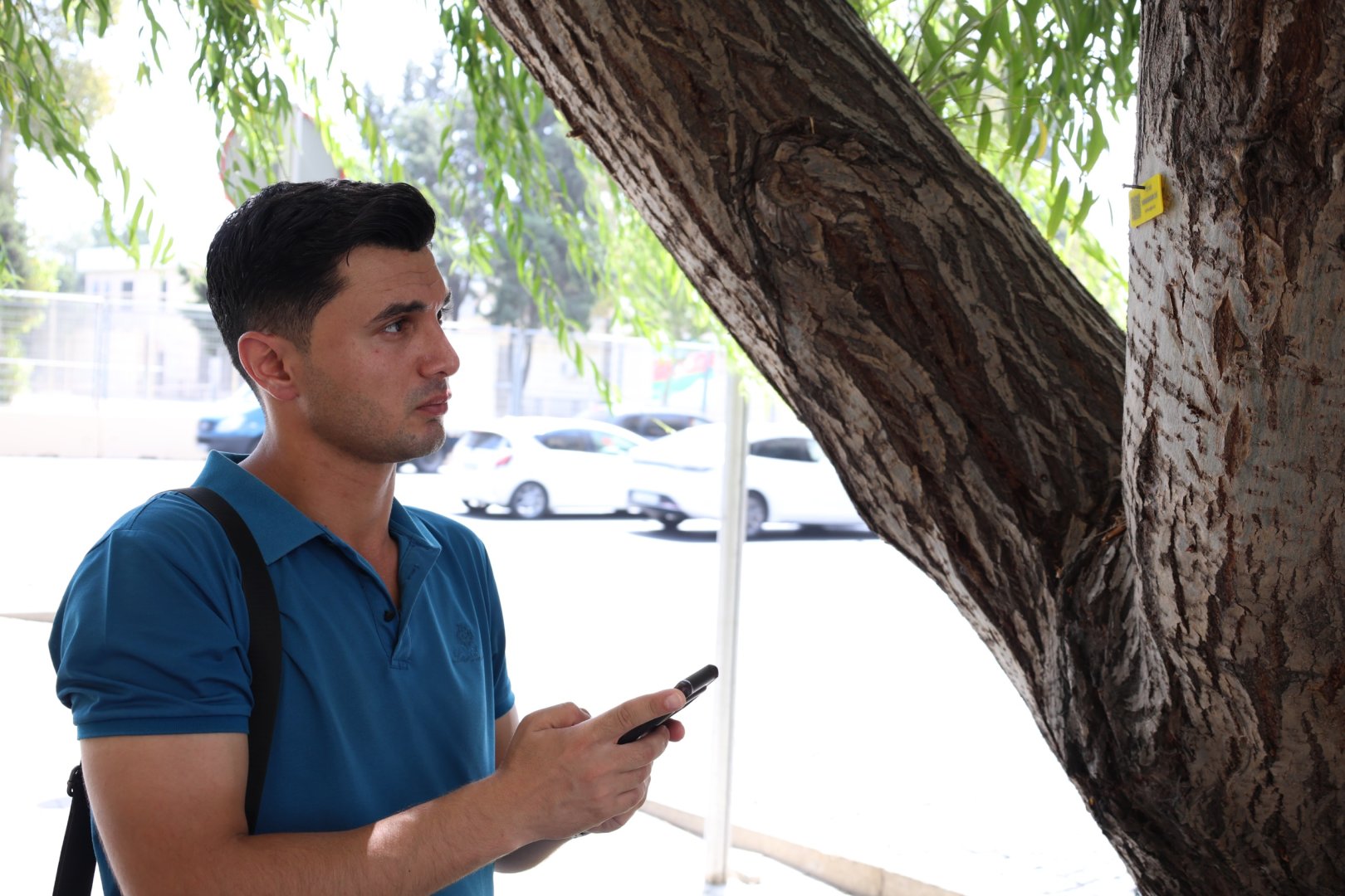 İçərişəhərdəki bütün ağacların qeydiyyatına və nömrələnməsinə başlanılıb (FOTO)