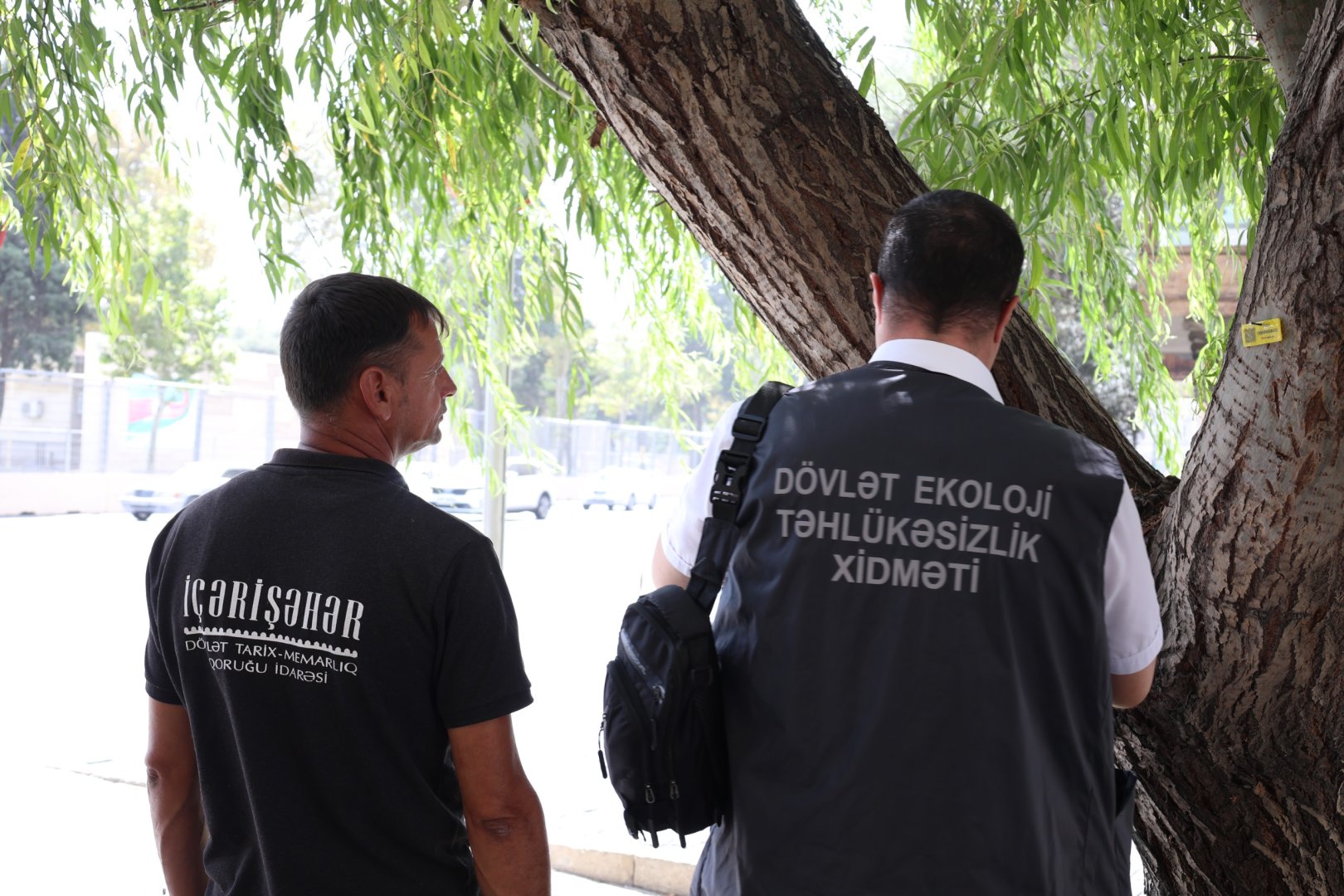 İçərişəhərdəki bütün ağacların qeydiyyatına və nömrələnməsinə başlanılıb (FOTO)