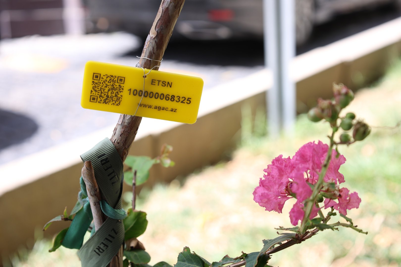 İçərişəhərdəki bütün ağacların qeydiyyatına və nömrələnməsinə başlanılıb (FOTO)