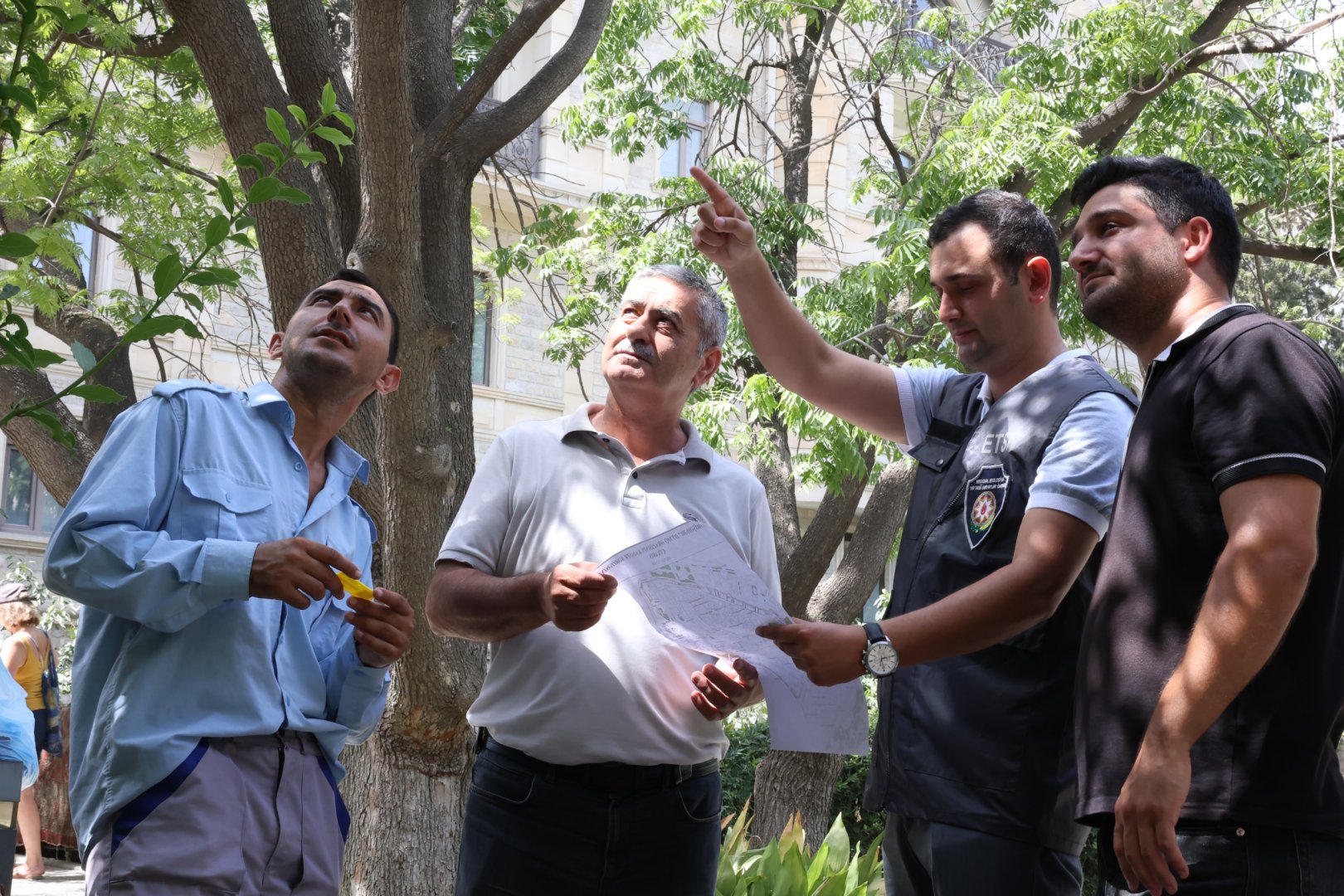 İçərişəhərdəki bütün ağacların qeydiyyatına və nömrələnməsinə başlanılıb (FOTO)