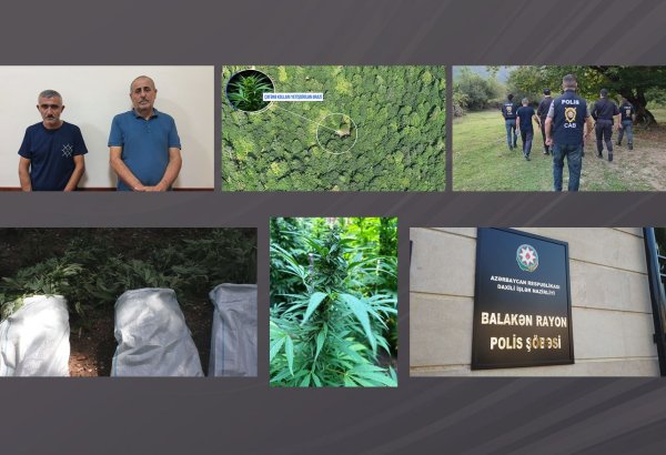 Balakəndə polis dağlarda əməliyyat keçirdi - Narkoplantasiya salan silahlı şəxslər tutuldu (VİDEO)