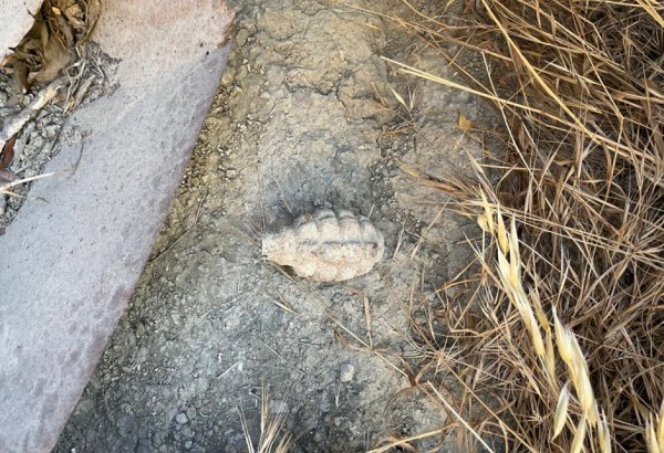 Suraxanıda əl qumbarası tapılıb (VİDEO)