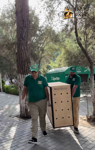 Sumqayıtda 2 dəvəquşu və 13 tutuquşu IDEA tərəfindən xilas edilib (FOTO/VİDEO)