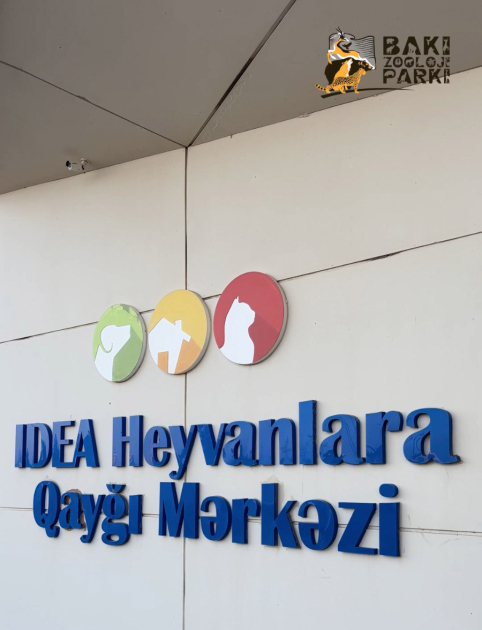 Sumqayıtda 2 dəvəquşu və 13 tutuquşu IDEA tərəfindən xilas edilib (FOTO/VİDEO)
