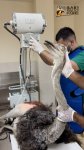 Sumqayıtda 2 dəvəquşu və 13 tutuquşu IDEA tərəfindən xilas edilib (FOTO/VİDEO)