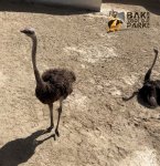 Sumqayıtda 2 dəvəquşu və 13 tutuquşu IDEA tərəfindən xilas edilib (FOTO/VİDEO)