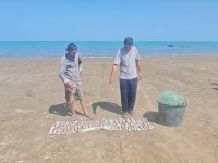 Abşeronda qanunsuz balıq ovunun qarşısı alınıb (FOTO)