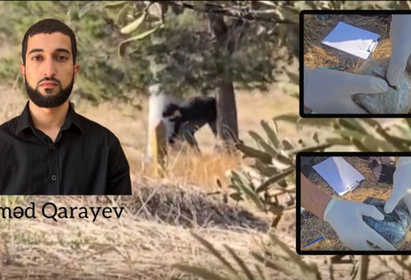 Hacıqabulda narkokuryerlik edən şəxs saxlanılıb