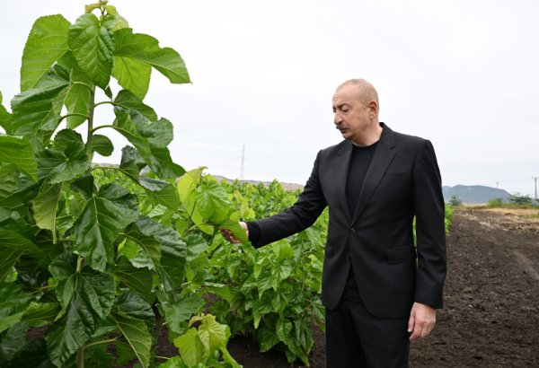 Prezident İlham Əliyev Xocalının Daşbulaq kəndində tut bağında görülmüş işlərlə tanış olub (FOTO)