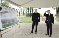Prezident İlham Əliyev Xocalının Daşbulaq kəndində tut bağında görülmüş işlərlə tanış olub (FOTO)